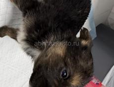 Отдам девочку щенка в добрые руки Бесплатно.