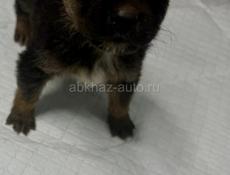 Отдам девочку щенка в добрые руки Бесплатно.