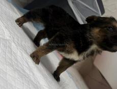 Отдам девочку щенка в добрые руки Бесплатно.