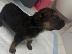 Отдам девочку щенка в добрые руки Бесплатно.