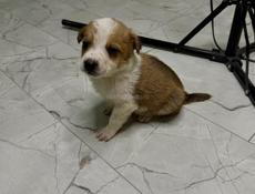 Отдам щенка девочку в добрые руки 