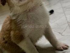 Отдам щенка девочку в добрые руки 