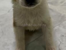 Отдам щенка девочку в добрые руки 