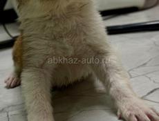 Отдам щенка девочку в добрые руки 