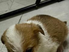 Отдам щенка девочку в добрые руки 