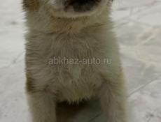 Отдам щенка девочку в добрые руки 