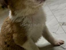 Отдам щенка девочку в добрые руки 