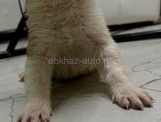 Отдам щенка девочку в добрые руки 