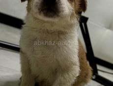 Отдам щенка девочку в добрые руки 