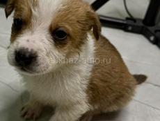 Отдам щенка девочку в добрые руки 