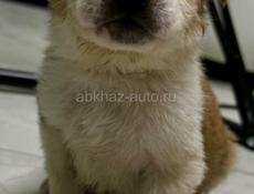 Отдам щенка девочку в добрые руки 