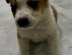 Отдам щенка девочку в добрые руки 