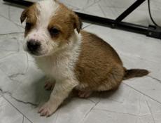 Отдам щенка девочку в добрые руки 