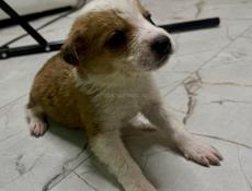 Отдам щенка девочку в добрые руки 