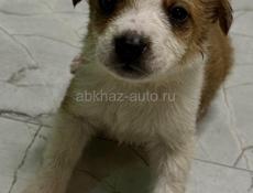 Отдам щенка девочку в добрые руки 