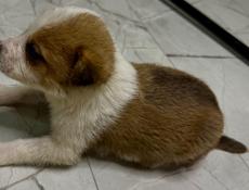 Отдам щенка девочку в добрые руки 