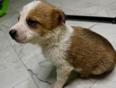 Отдам щенка девочку в добрые руки 