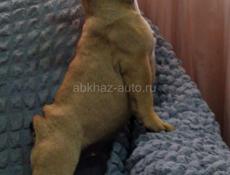 Французский бульдог