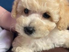 Щенек бушуна