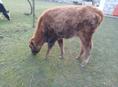 Продаю стельную корову