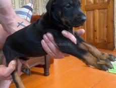 Чистопородные щенки добермана