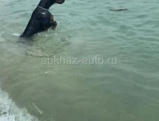 Чистопородные щенки добермана