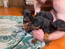 Чистопородные щенки добермана