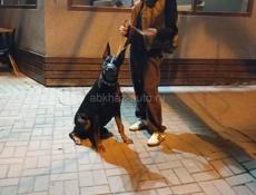 Чистопородные щенки добермана