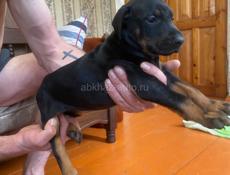 Чистопородные щенки добермана