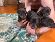 Чистопородные щенки добермана