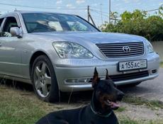 Чистопородные щенки добермана