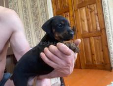 Чистопородные щенки добермана