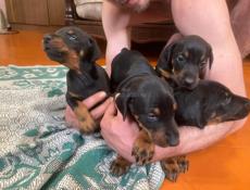 Чистопородные щенки добермана