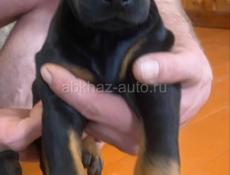 Чистопородные щенки добермана