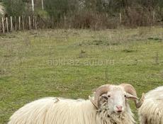 Продаются бараны 