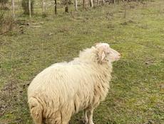 Продаются бараны 