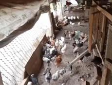 Продаю цыплят🐣