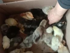 Цеплята на продажу 