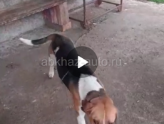 Пропала собака чирюа хабю