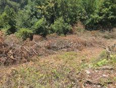 Гагра Цандрипш 