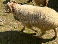 Продам барана 