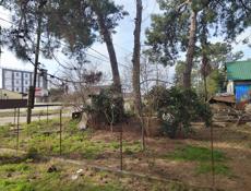 Молочный племсовхоз