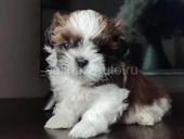 ЩЕНКИ ШИ ТЦУ 