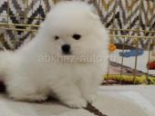 ЩЕНКИ ШПИЦА 