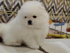 ЩЕНКИ ШПИЦА 