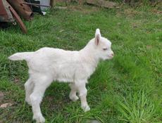 Продам козленка