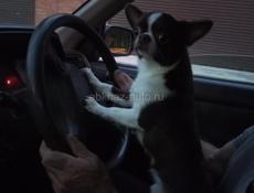 Ищем невесту