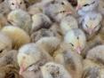 Цыплята