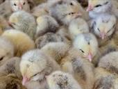 Цыплята