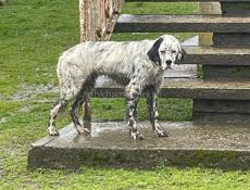 Продается щенок английского сеттера!